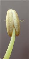  Basifixed anther of large stamen 